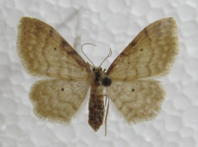 Idaea fuscovenosa, warto zwrócić uwagę na kształt tylnego skrzydła