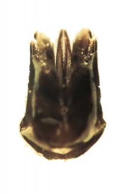 Ch.ignita species A.JPG