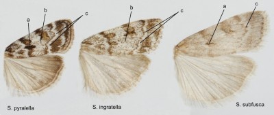 Scoparia pyralella, S. ingratella, S. subfusca