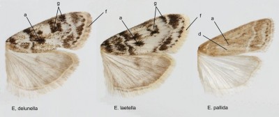 Eudonia delunella, E. laetella, E. pallida