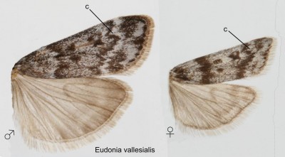 Eudonia vallesialis