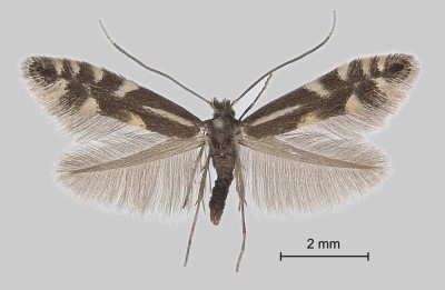 Phyllonorycter alpina - samiec.jpg
