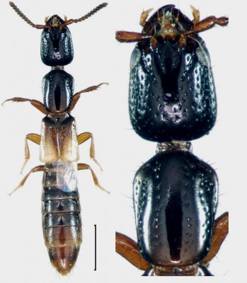 Leptacinus batychrus (Gyllenhal, 1827)