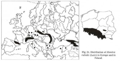 M. rubida distribution (1).jpeg