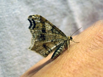 Lepidoptera_03.JPG