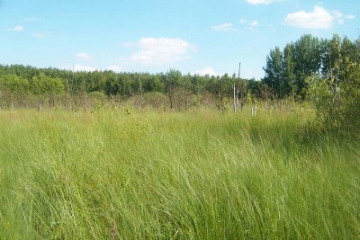 Część północno-zachodnia. Na zdjęciu C. lasiocarpa z domieszką traw.