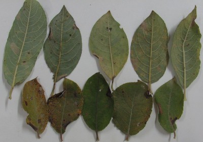 Salix caprea - Wierzba iwa - prawdopodobnie Phyllonorycter dubitella