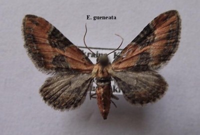 E. gueneata.jpg