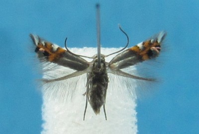 Leucoptera lustratella