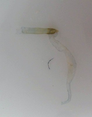 Heliothis adaucta, samiec. Wezyka długa lekko zesklerotyzowana, o pomarszczonej powierzchni, końcowa część na dość długim odcinku znacznie węższa
