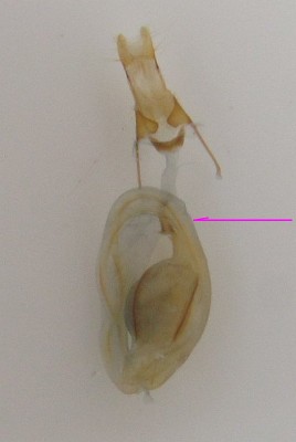 Heliothis adaucta - wejście do bocznej odnogi torebki kopulacyjnej wąskie, wysoko nad właściwą torebką