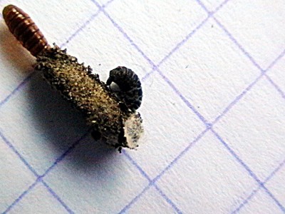 D.triquetrella.jpg