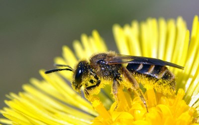 Pszczółka - DSC_1941 = 2014.03.31 = Eufeminów.jpg