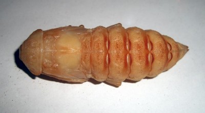 Poczwarka samicy - strona grzbietowa