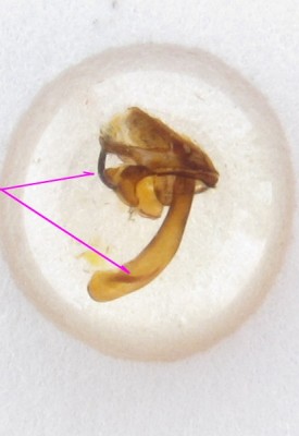 Aparat kopulacyjny samca Adscita statices - cierń w edeagusie długości unkusa