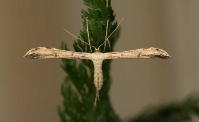 Hellinsia lienigianus - motyl.jpg
