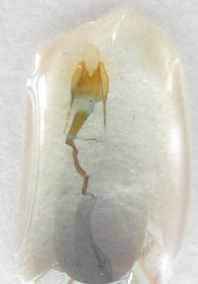 Coleophora nutantella