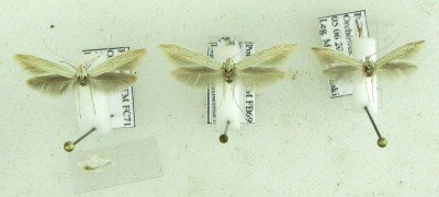 od lewej 2 okazy Coleophora nutantella, z prawej Coleophora silenella