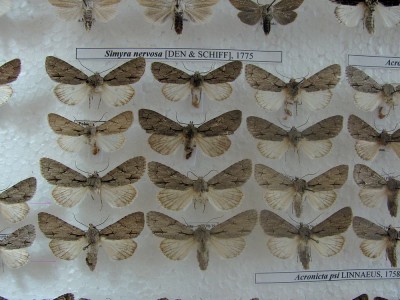 Fot 2 i 3 pokazują zmienność u A psi.Motyle zaznaczone po lewej stronie (w całości pokazane na fot 4) to też prawdopodobnie ten sam gatunek