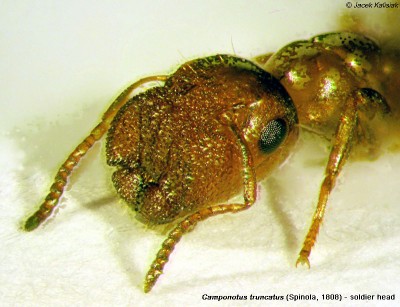 Camponotus truncatus - soldier head  2.jpg