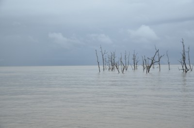 Las zamarły na skutek zalania przez słoną wodę, tuż przy miejscu dokowania
