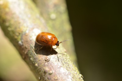 Coleoptera 1.JPG
