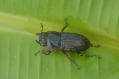 Coleoptera 2.JPG