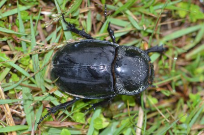 Coleoptera 4.JPG