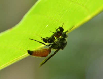 Hymenoptera 4.JPG