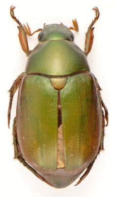 Coleoptera 6.jpg