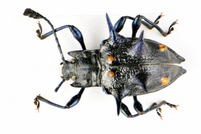 Coleoptera 7.jpg