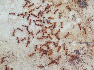 mrówka z2.jpeg
