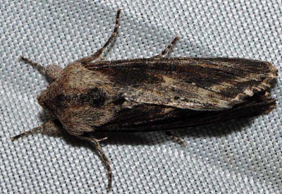 H. Noctuidae sp.