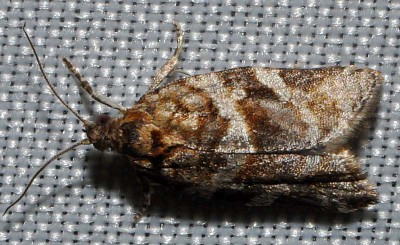 C. Tortricidae sp.?