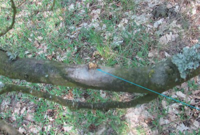 O żerowaniu gąsienicy świadczą jasne odchody wydobywające się z niewielkiego otworu w zdrowej, żywej gałęzi dębu. Brak jest oznak płatowatego żerowania pod korą.