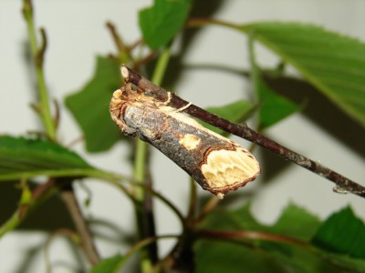 Phalera bucephaloides motyl.jpg