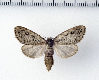 Motyl z rodziny Erebidea, Lymantriinae, najbardziej przypomina coś z Ocneria sp.