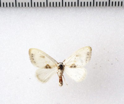 Cilix asiatica   O. Bang-Haas, 1907<br />Typowy przedstawiciel Drepanidae z tego regionu