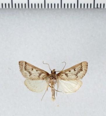Palepicorsia ustrinalis   (Christoph, 1877)