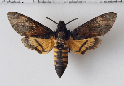 Acherontia atropos (Linnaeus, 1758),<br />gdy siedzieliśmy u sympatycznego gospodarza na suto zakrapianym i obfitym obiedzie przy granicy z Azerbejdżanem, zadzwonili jego sąsiedzi, że złapali na ogródku wielkiego motyla dla &quot;tych&quot; entomologów. Pojechałem i w słoiku dostałem &quot;to&quot;. Było ich więcej ...