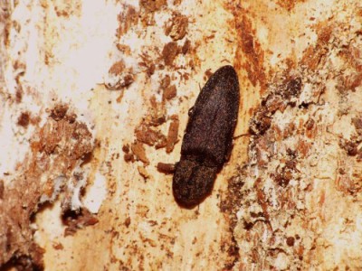 Lacon lepidopterus.jpg