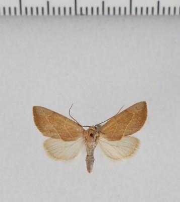 Arcyophora dentula   (Lederer, 1870), wykazywany podobnie jak poprzedni gatunek.