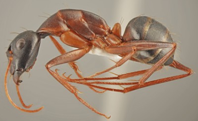 Camponotus sanctus_dark minor lateral.jpg