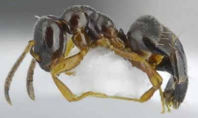 Plagiolepis pygmaea_worker lateral.jpg
