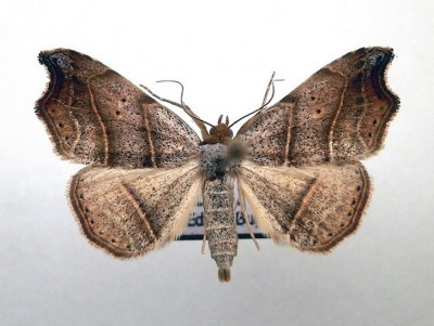 Laspeyria flexula. Polska, Lesko, 09 VI 2011, leg., det. E. Buga (28 mm)
