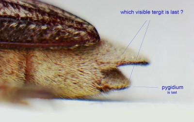 pygidium - Mallosia (male).jpg