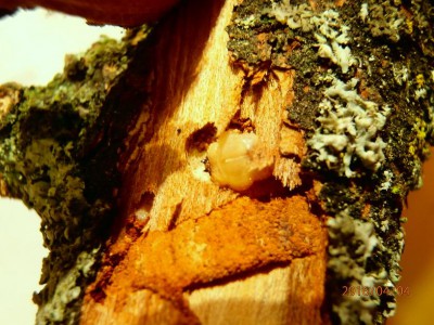 buprestidae larva.JPG