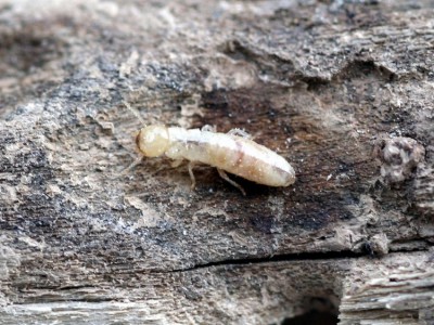 Grecki termit.jpeg