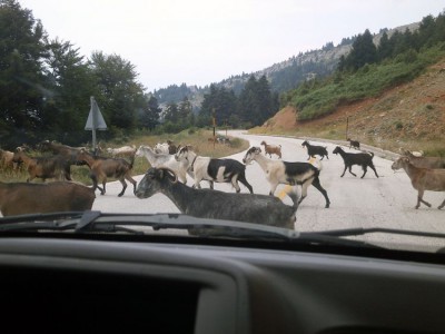 Nie kózki, lecz kozy - widok dobrze znany z greckich dróg
