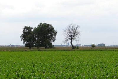 Część łąk niedawno zamieniono w uprawy kukurydzy.jpg